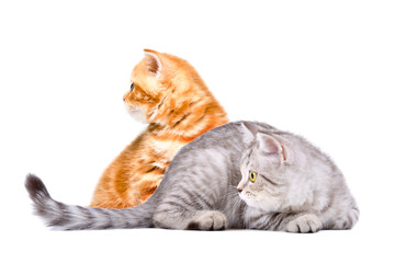 Red and gray kittens look to the side isolated on a white background
