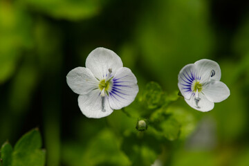 Veronica filiformis (slender speedwell, creeping speedwell, threadstalk speedwell, Whetzel weed). Natural background.