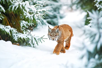 Fotobehang lynx in snow, tracks and pine trees surrounding it © Natalia