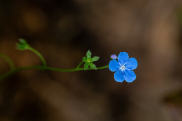 Alpine flower Eritrichium, forget-me-not flower.