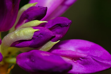 Close-up of a beautiful common Rhododendron (Rhododendron ponticum) flower with dew droplets on petals