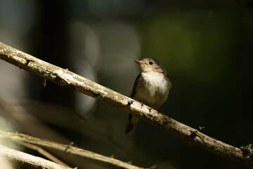 A juvenile male of Red-breated flycatcher perching on a sunny day in an old forest in Estonia, Northern Europe
