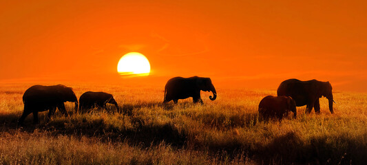Elephants at sunset in the African savannah - 739952318