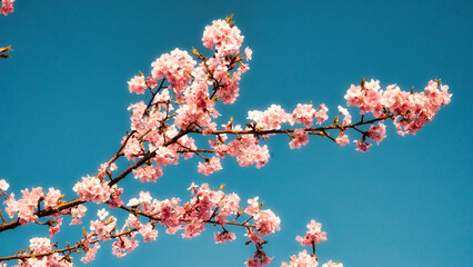 桜の花が青い空の下に咲きました。