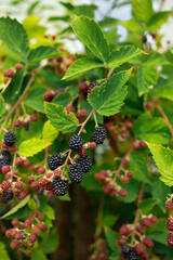 Ripe blackberries on blackberry bush in the garden. Healthy food 