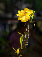 Beautiful Yellow apricot blossom – a symbol of Tet ( Luna new year) in Vietnam