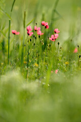 Pink-coloured poppy flowers in groups in nature in spring.