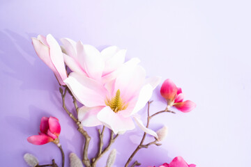 Blooming pink magnolia tree branch with flowers against violet background