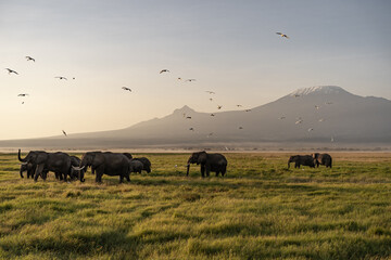 Sunrise Safari with Elephants and Cattle Egret in front of Kilimanjaro Mountain in Amboseli...