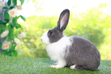 Cute fluffy white with black spot rabbit with long ears in flower garden, bunny animal sitting on green grass. Happy easter and spring celebration festival.