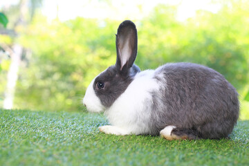 Cute fluffy white with black spot rabbit with long ears in flower garden, bunny animal sitting on green grass. Happy easter and spring celebration festival.