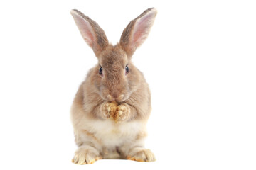 Adorable fluffy brown rabbit standing on two hind legs isolated on white background, portrait of cute happy bunny pet animal.