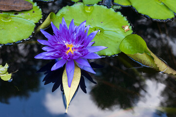 Blue lotus flower on water surface of pond. Nymphaea nouchali var. caerulea is a water lily.