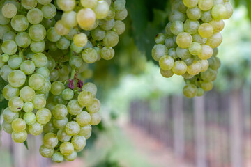 fresh ripe bunches of grapes