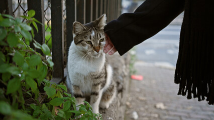 A woman gently pets a stray cat on an urban roadside, depicting care and interaction with animals...