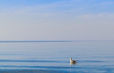 A white seagull floating on the calm surface of the Baltic Sea in Mrzeżyno, West Pomeranian Voivodeship. The bird stands out against the blue sea