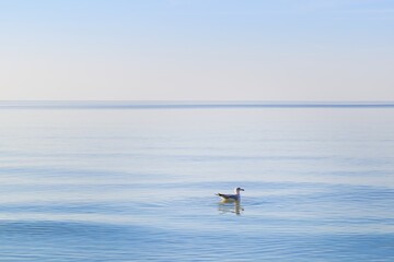 A white seagull floating on the calm surface of the Baltic Sea in Mrzeżyno, West Pomeranian Voivodeship. The bird stands out against the blue sea