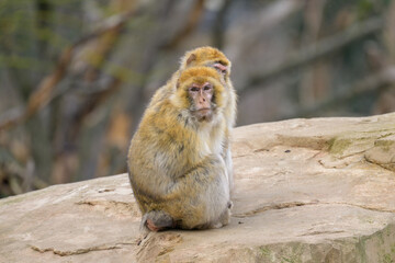 Two Barbary apes sitting in a zoo