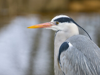 A portrait of a grey heron bird in Austria