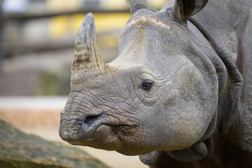 Fototapeta premium Portrait of an Indian rhinoceros in a zoo