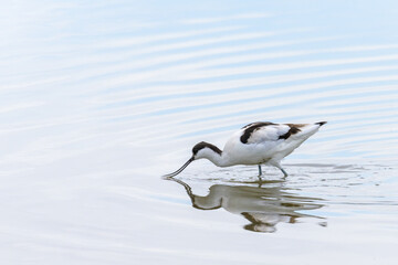 A Pied Avocet walking in shallow water