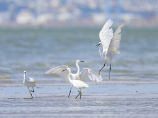 Two Little Egrets fighting on the beach