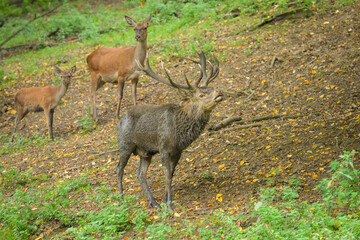 A stag in a park in autumn