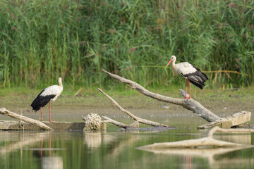 White Stork standing on a piece of wood