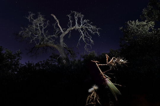 An Empusa pennata, poised on a branch under a star-studded night sky with ghostly tree silhouettes - Powered by Adobe