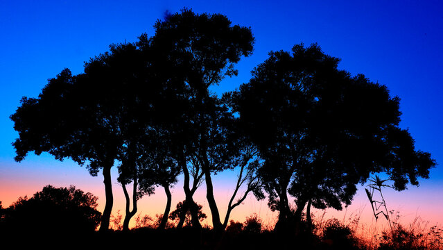 The silhouette of an Empusa pennata mantis on a twig against a vibrant sunset with tree silhouettes