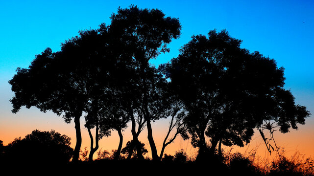 The silhouette of trees and an Empusa pennata mantis against a gradient twilight sky