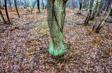 stem in forest looks like a shy woman with crossed legs