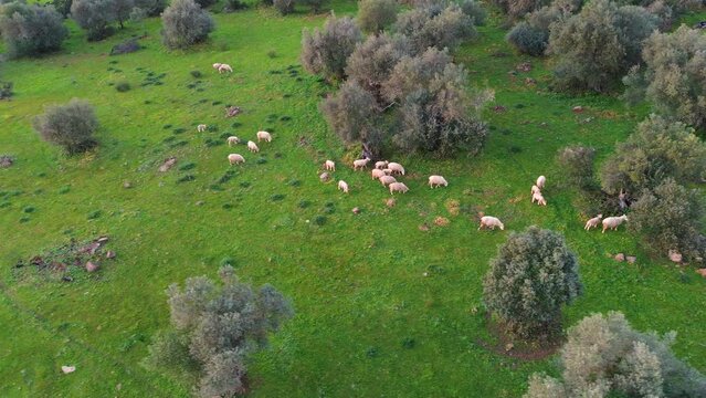 Aerial view of a flock of sheep in field of green grass in Alburquerque, Extremadura, Spain