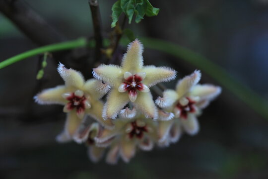 Beautiful white hoya carnosa flowers blooming cluster porcelain flower wax plant zoom in blurry background