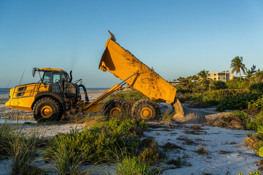 A commercial, mining type dump truck delivering sand for a beach restoration project to fill gullies and repair damage caused by hurricane Ian, Sanibel Island, Florida