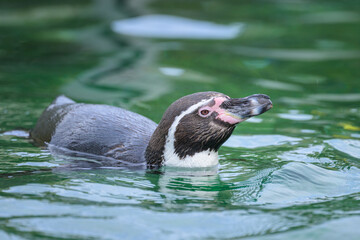 A Humboldt penguin in an austrian zoo