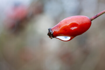 Wet red rosehips in the rainy forest