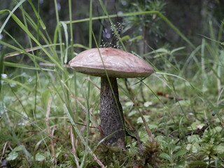 A large birch mushroom has grown after the rain in a forest clearing. Protein food for vegans in a natural environment.