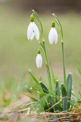 Snowdrop - Galanthus nivalis - first spring flower. White flower with green leaves