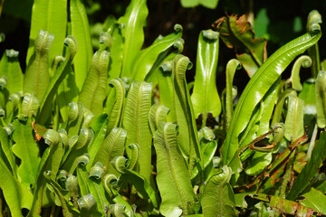 Young leaves of a hart's-tongue fern (Asplenium scolopendrium) with curled top. Dutch garden. In the sun. spring, May. © Thijs de Graaf