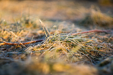 grass covered with frost at dawn