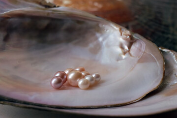 Freshwater pearls on an open pearl clam shell. Photographed in Shanghai, China.