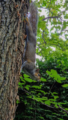 The Eastern Gray Squirrel effortlessly climbing a tree, a masterful display of agility and woodland prowess.