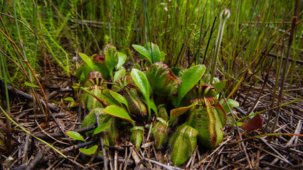 Albany pitcher plant (Cephalotus follicularis), strong plant with flower stalk in natural habitat,...