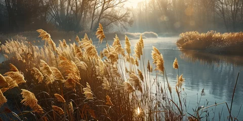 Deurstickers Serene landscape of reed meadow by river at sunset picturesque scene capturing tranquil beauty of nature with golden sunlight reflecting on water perfect for backgrounds depicting environments © Bussakon