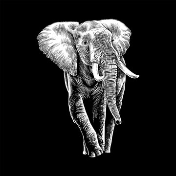 white line elephant illustration on black background
