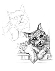 sketch of a cat on a white background pencil drawing for card decoration illustration