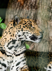 Portrait of a leopard. Animal in side close-up.
