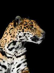 Portrait of a leopard. Animal in side close-up against a black background.

