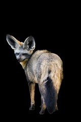 Portrait of a bat-eared fox against a black background. Otocyon megalotis.
